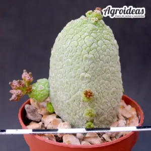 Pseudolithos migiurtinus X caput-viperae