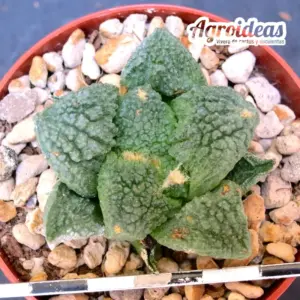 Ariocarpus fissuratus var. lloydii