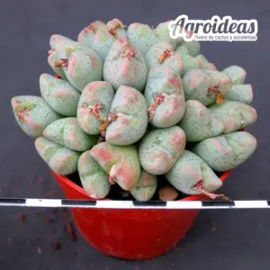 Conophytum taylorianum ssp. ernianum "Ejemplar"