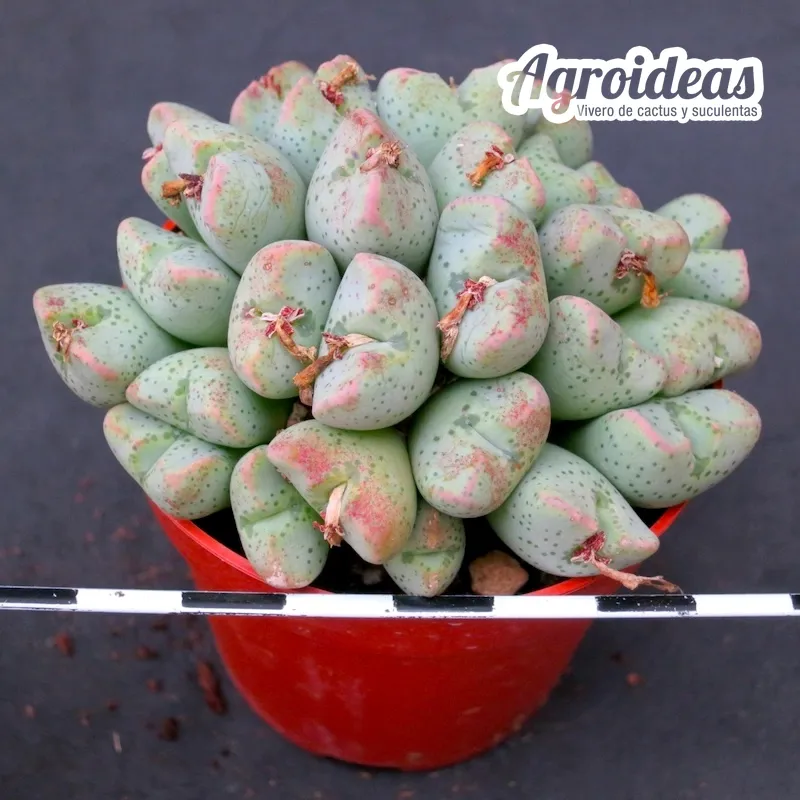 Conophytum taylorianum ssp. ernianum "Ejemplar"