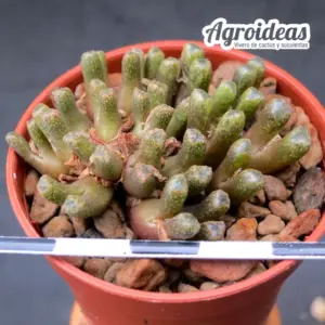 Conophytum reconditum