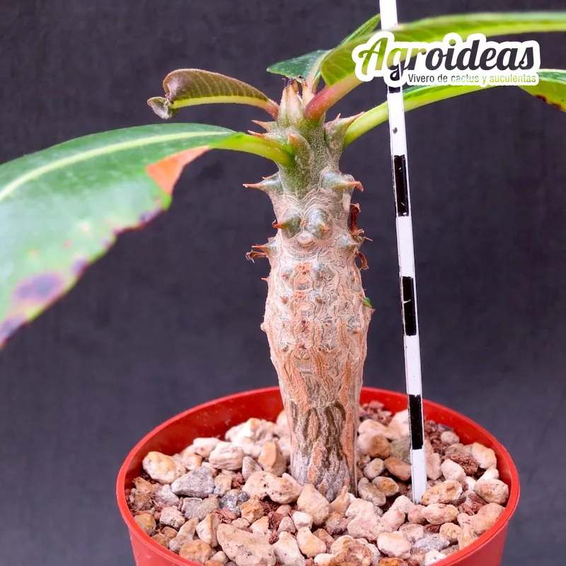 Euphorbia perrierii "Madagascar"