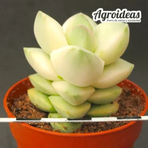 Crassula moonglow "variegata"