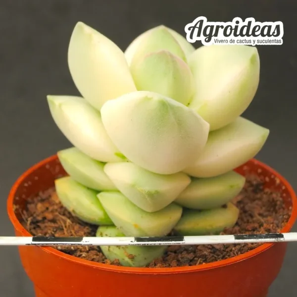 Crassula moonglow "variegata"