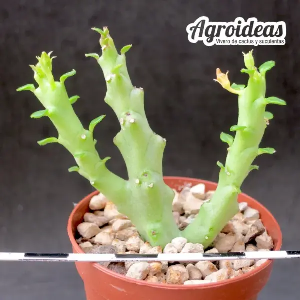 Caralluma socotrana x Frerea indica - Imagen 2