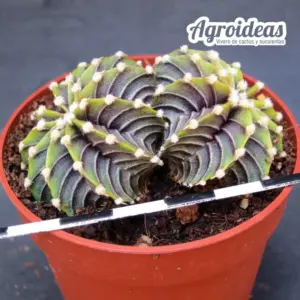 Gymnocalycium friedrichii lB2178 "Agua dulce" Bicéfalo