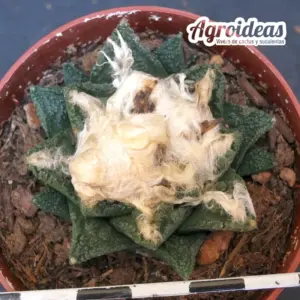 Ariocarpus fissuratus v. hintonii