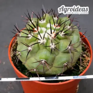 Copiapoa X cinerea "Selección"