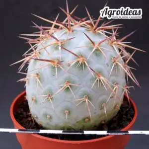 Tephrocactus geometricus X alexanderii