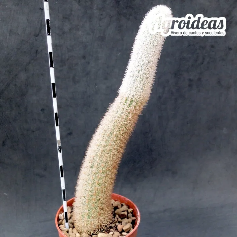 Haageocereus lanugispinus - Imagen 2