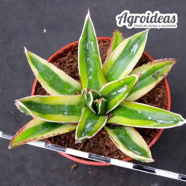 Agave Victoriae-Reginae "Kizan" Variegata - Imagen 2