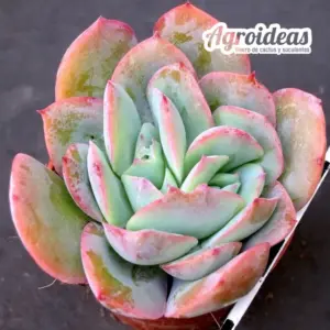 Echeveria secunda