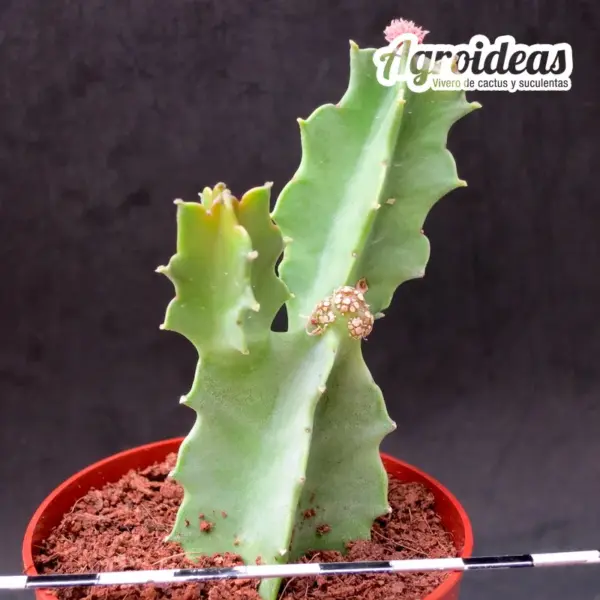 Desmidorchis acutangula x Caralluma hexagona - Imagen 2