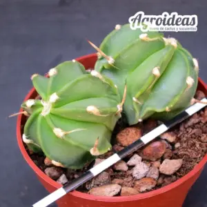 Astrophytum crassispinum cv. buffalo "Bicéfalo"