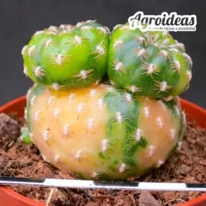 Sulcorebutia arenacea "variegata selección"