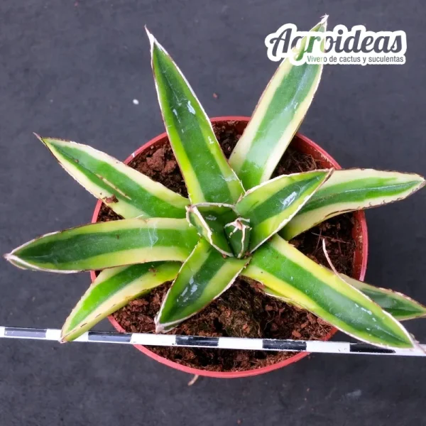 Agave Victoriae-Reginae "Kizan" Variegata - Imagen 2