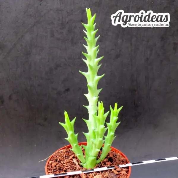 Orbea ubomboensis - Imagen 2