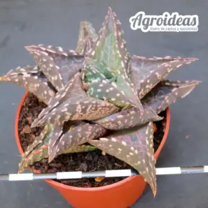 Haworthia tessellata cv. neat