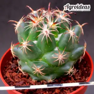 Coryphantha potosina VZ04 "El Pedernal, Potosí"