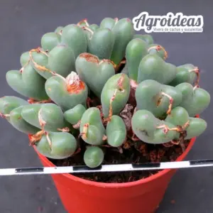 Conophytum chauviniae "ejemplar"