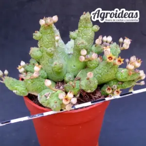 Stapelianthus madagascariensi x Pseudolithos caput-viperae