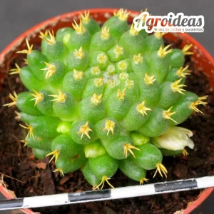 Mammillaria camptotricha cv. Bru