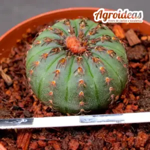 Frailea asteroides "obscura"