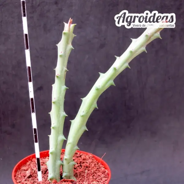 Stapelianthus hardyi - Imagen 2