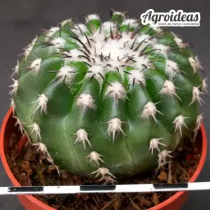 Discocactus woutersianus "4 años"