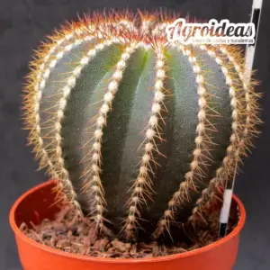 Uebelmannia pectinifera var. flavispina