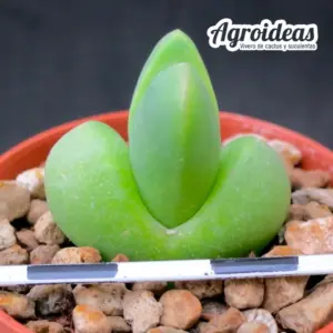 Vanheerdea divergens