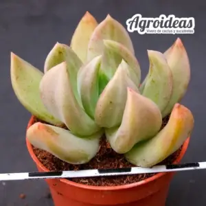 Echeveria "Marabu"