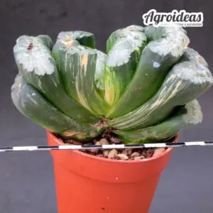 Haworthia truncata "variegata"