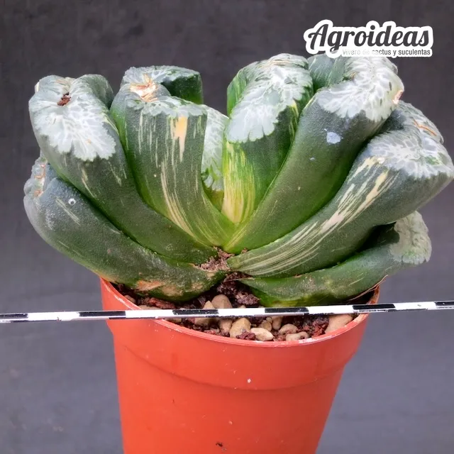 Haworthia truncata "variegata"
