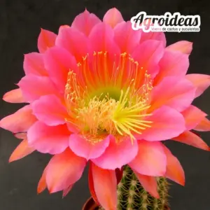Trichocereus cv. "Orange California"