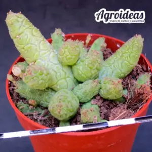 Stapelianthus madagascariensi x Pseudolithos caput-viperae