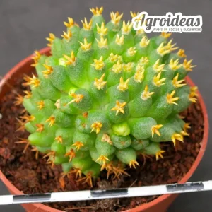 Mammillaria camptotricha cv. Bru