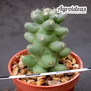 Coryphantha runyonii fr. "brevispina"
