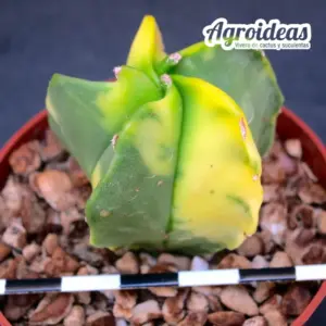 Astrophytum myriostigma var. nudum «Variegata»