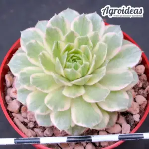 Sempervivum "Rosuitha"