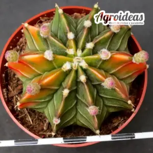 Gymnocalycium aguadulce "Luzonicus" variegata