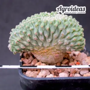 Strombocactus disciformis "cristata"