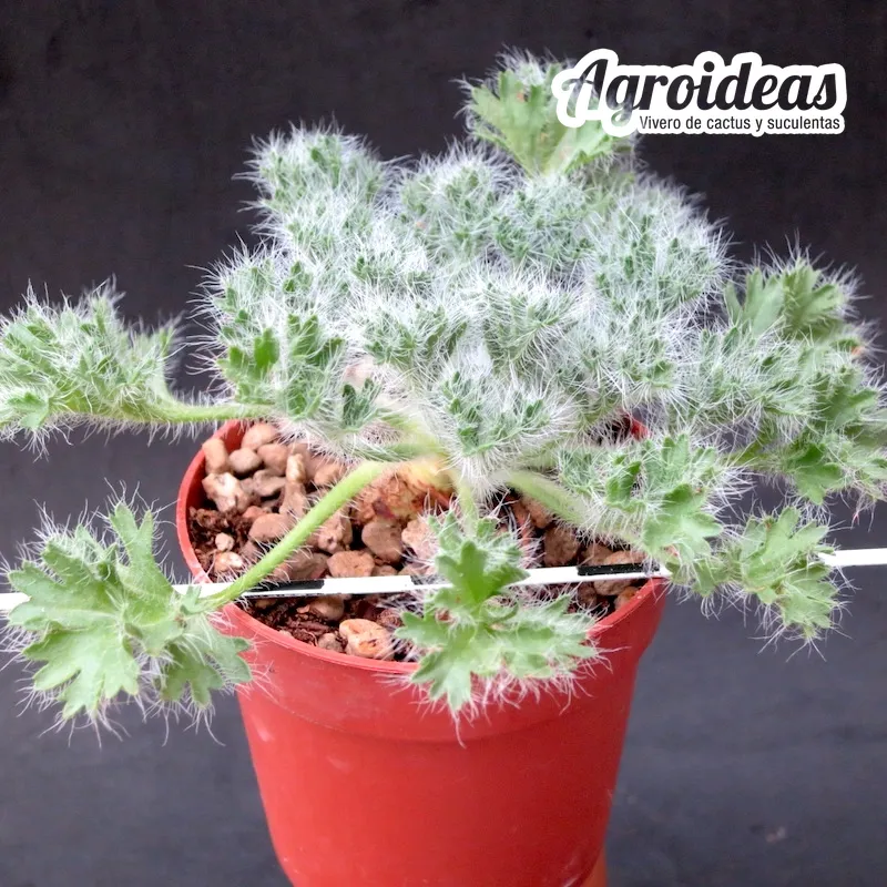 Pelargonium caroli-henricii JAA 1761" - Imagen 2