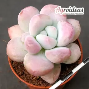 Graptosedum "Luoshen"