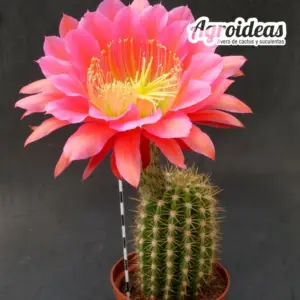 Trichocereus cv. "Orange California" Gran Ejemplar