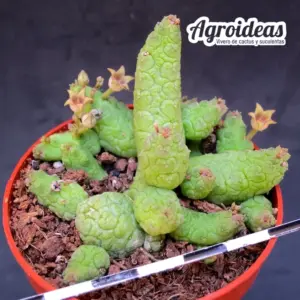 Stapelianthus madagascariensi x Pseudolithos caput-viperae