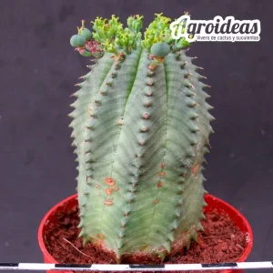 Euphorbia Obesa X suzannae «Ex. Agroideas» Hembra