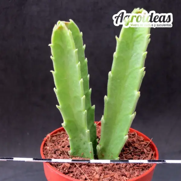 Stapelia gigantea - Imagen 2