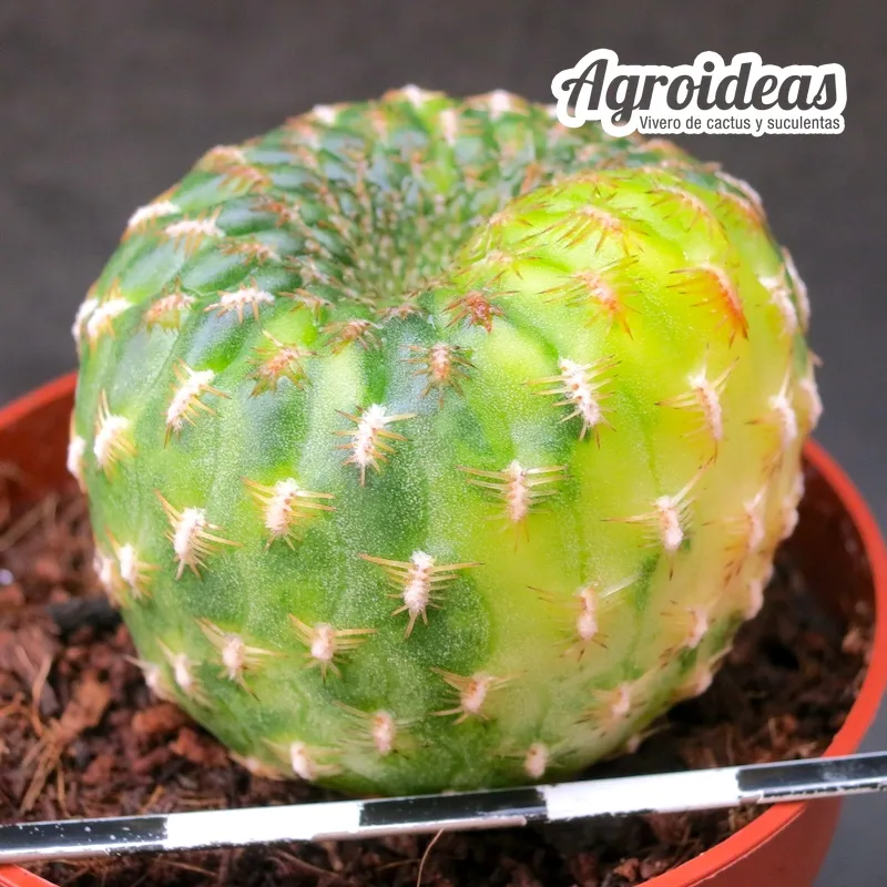 Sulcorebutia arenacea "variegata"