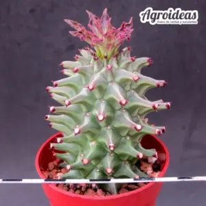 Monadenium schubei 'Tanzania Red'